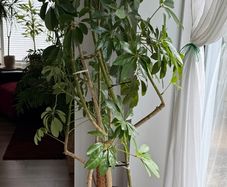 Schefflera Nora Plant