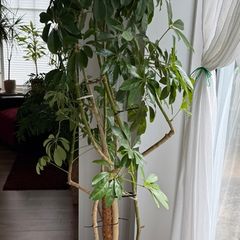 Schefflera Nora Plant