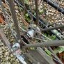 Achielle Basiel (Men's Bike) Image 5