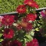 (A) China Aster seeds 0.3g Pinocchio (228115) Image 3