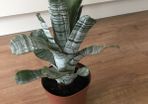 Aechmea fasciata