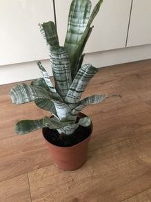 Aechmea fasciata