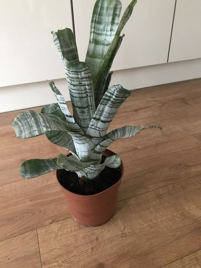 Aechmea fasciata