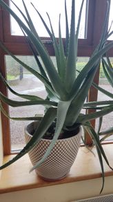 Huge Aloe Vera Plant