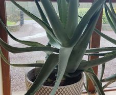 Huge Aloe Vera Plant