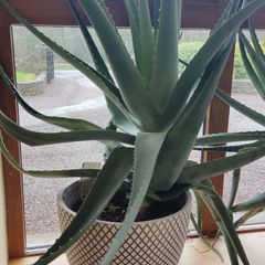 Huge Aloe Vera Plant