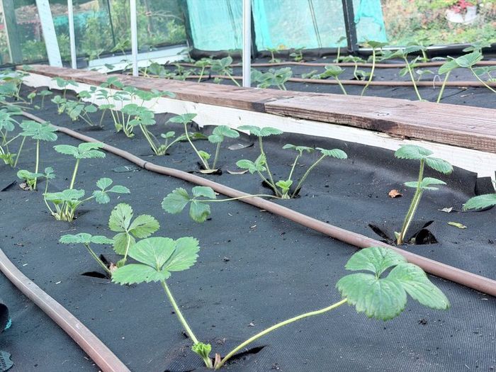 Strawberry plants