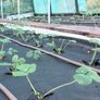 Strawberry plants Image 4