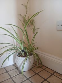 Mature spider plant in whiteceramic pot