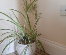 Mature spider plant in whiteceramic pot