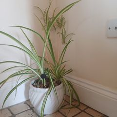 Mature spider plant in whiteceramic pot