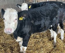 Weanlings Hereford Calves