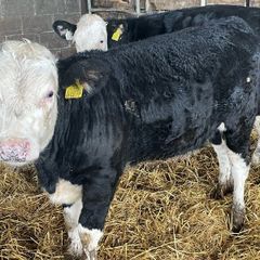 Weanlings Hereford Calves