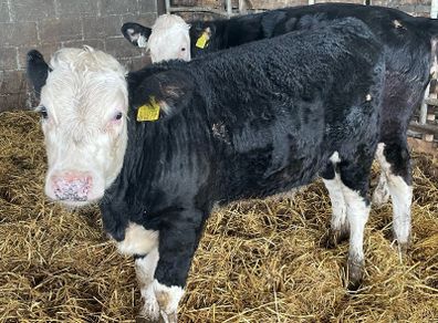 Weanlings Hereford Calves
