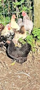 Pekins