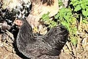 Pekins