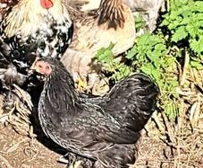 Pekins