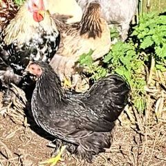 Pekins
