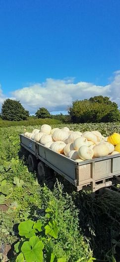 Pumpkins  for sale   Dublin