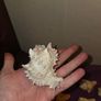 Sea Shell Collection Image 7