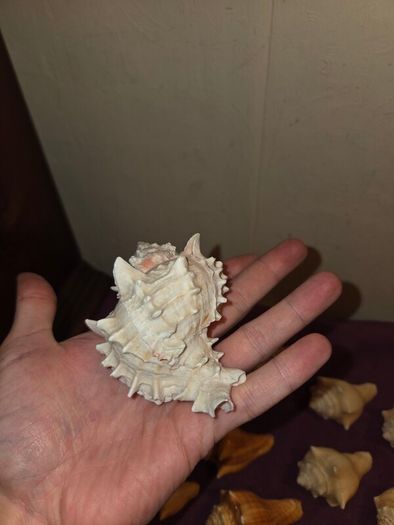 Sea Shell Collection