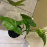Flower indoor Philodendron Image 8