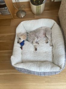 dogs bed