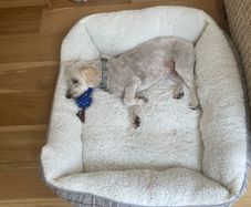 dogs bed