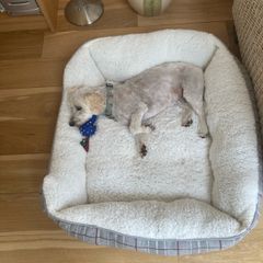 dogs bed