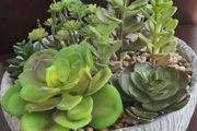 Artificial Plant/Mini Garden of Succulents of Different Varieties &amp; Sizes