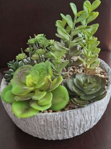 Artificial Plant/Mini Garden of Succulents of Different Varieties & Sizes