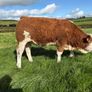 PBR Simmental Weanling Heifer Image 2