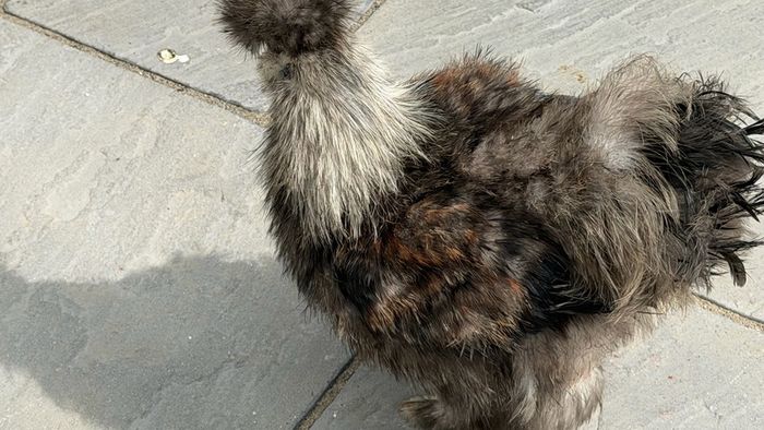 Silkie roaster