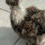 Silkie roaster Image 5