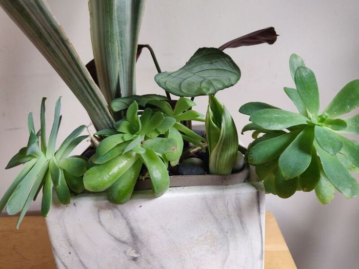 Sansevieria 'Sayuri' plant in white ceramic pot