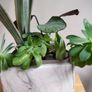 Sansevieria 'Sayuri' plant in white ceramic pot Image 4