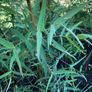Eucalyptus trees for sale Image 6