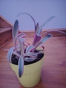 Plants