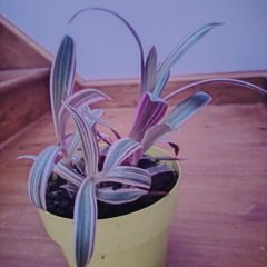 Plants