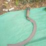 Forge made Sickle Image 6