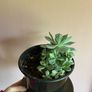 plant collection Image 10
