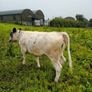 Calves Image 8