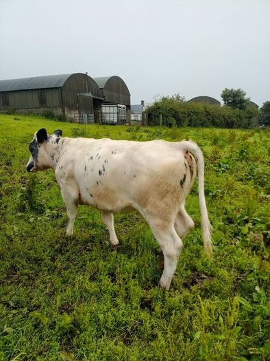Calves