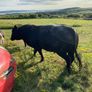 Angus bull Image 4