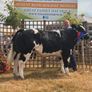 Online Belgian blue sale Image 3