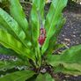 seeds. tropical and subtropical plant seeds Image 2
