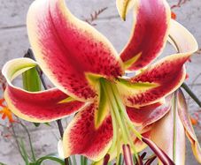 Scheherazade Lily Bulbs