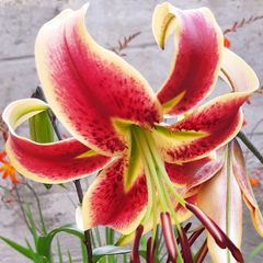 Scheherazade Lily Bulbs
