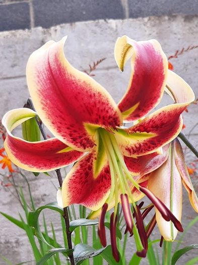 Scheherazade Lily Bulbs