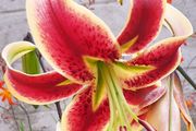 Tree Lily - Miss Feya